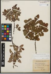 Foto von Salix waldsteiniana Willd.